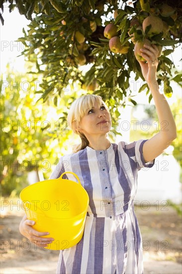 Woman picking apples in orchard