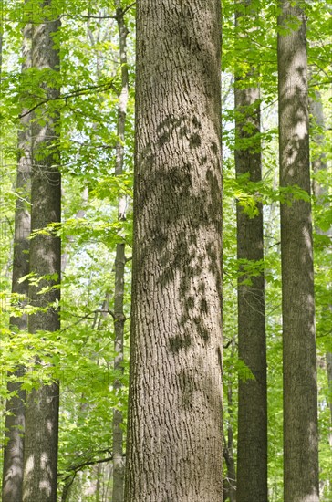 Forest in springtime