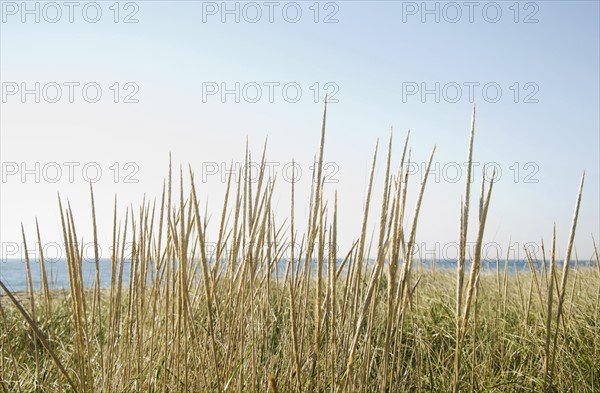 Dune grass on beach