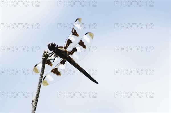 Dragonfly perching on branch