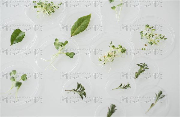 Close up of plants in laboratory glassware.