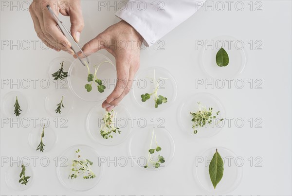 Close up of man's hand preparing plants in laboratory.