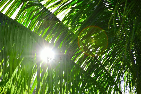Sunlight behind palm leaves. Palm Beach, Florida.