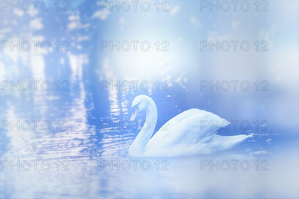 Swan on lake. Palm Beach, Florida.