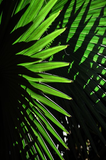 Sunlight in palm leaves. Palm Beach, Florida.