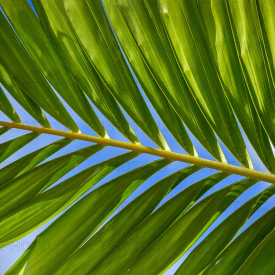 Sunlight in palm leaf. Palm Beach, Florida.