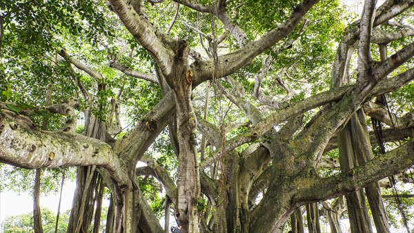 View of Banyan Tree. Palm Beach, Florida.