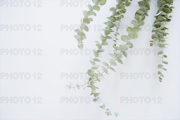 Studio Shot of stems of eucalyptus