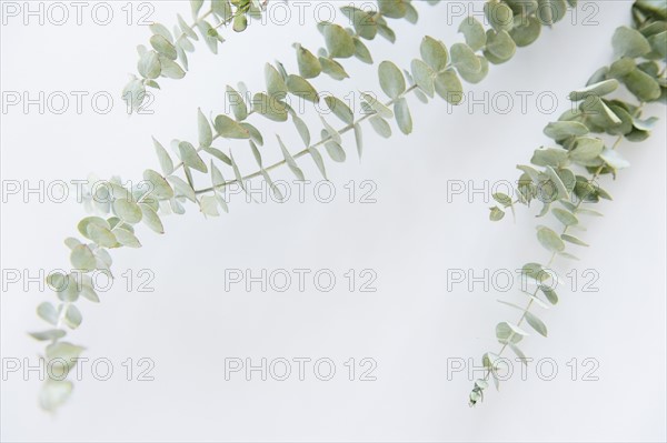 Studio Shot of stems of eucalyptus