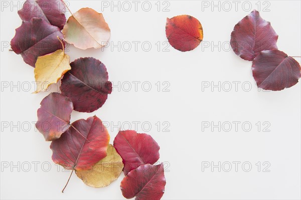 Studio Shot of colorful leaves
