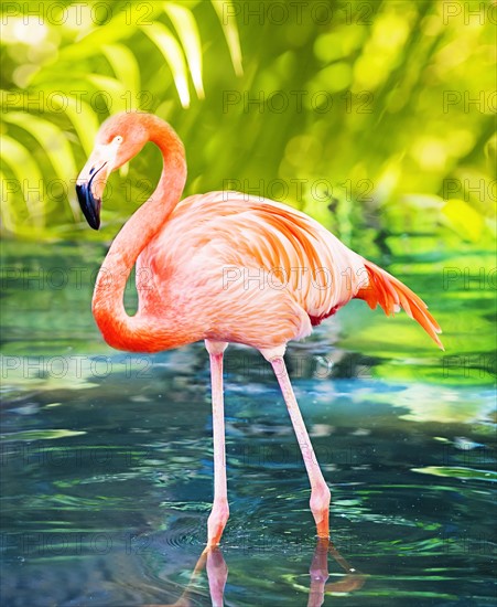 Flamingo wading in water