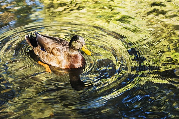 Duck swimming in water