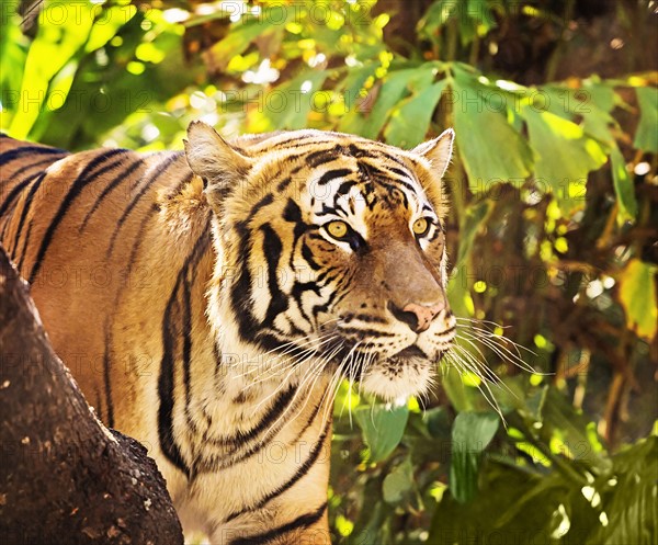 Close up of tiger