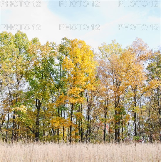 Field and trees in autumn