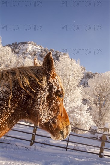 Portrait of horse on farm in winter