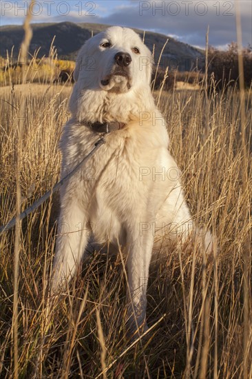 Portrait of dog in field