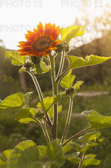 Close-up view of flower in bloom