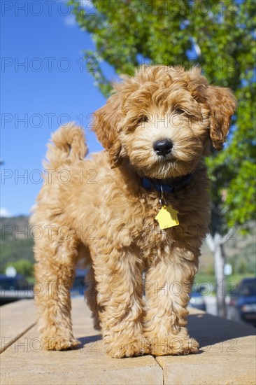 Portrait of cute young dog