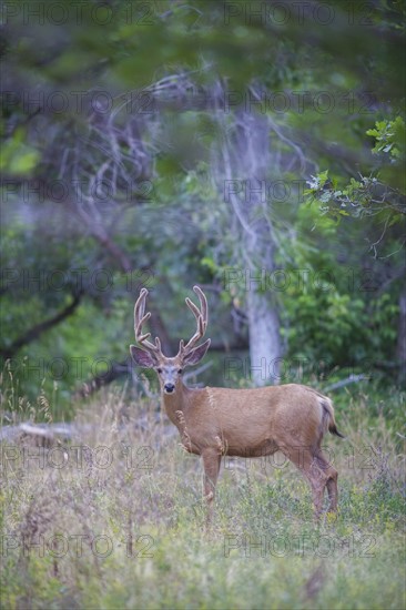 View of deer in forest