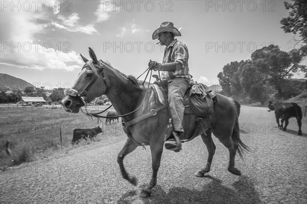 Cowboy with cattle