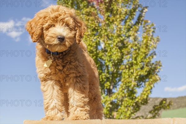 Portrait of cute young dog