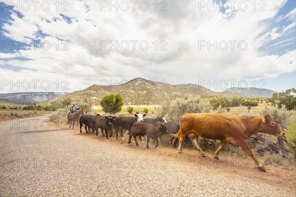 Cowboy with cattle