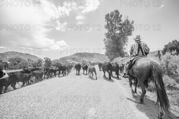 Cowboy with cattle