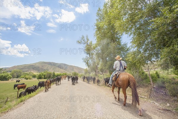 Cowboy with cattle