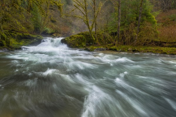 Scenic view of stream in forest