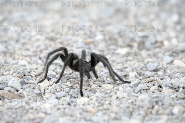 Close-up view of tarantula on pebbles