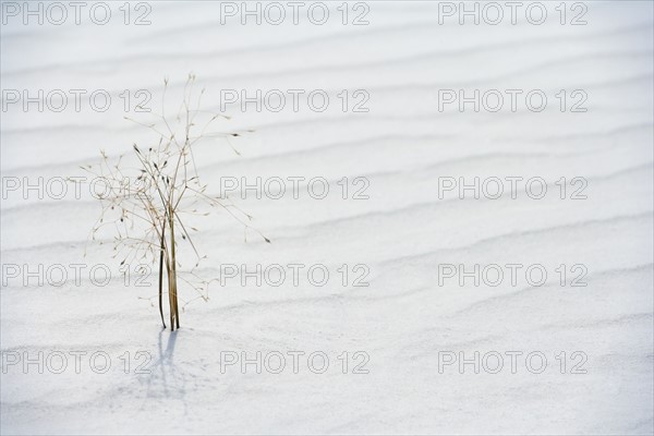 Plant growing in sand