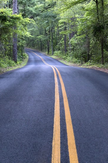 Empty road in forest