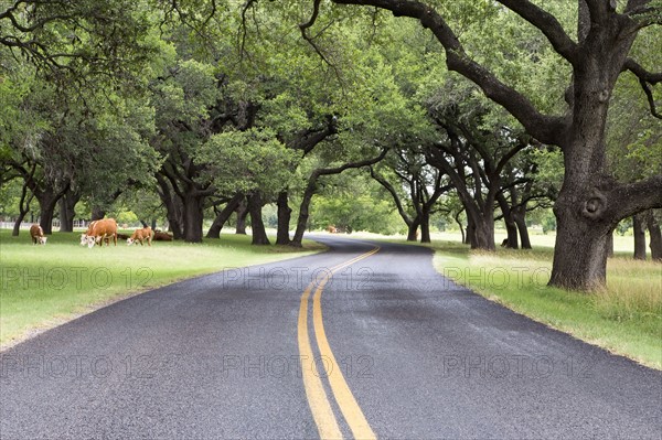 Empty road