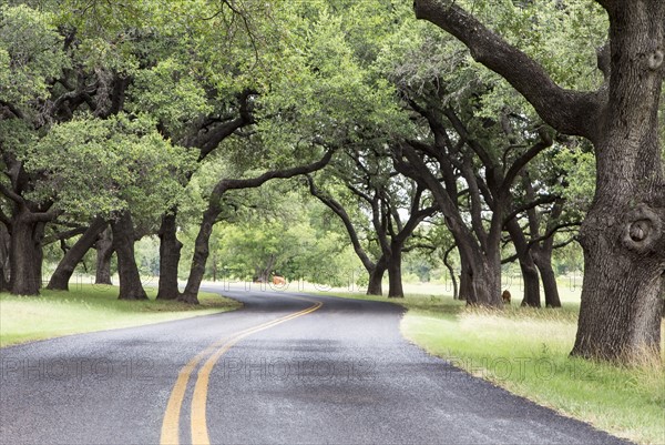 Empty road