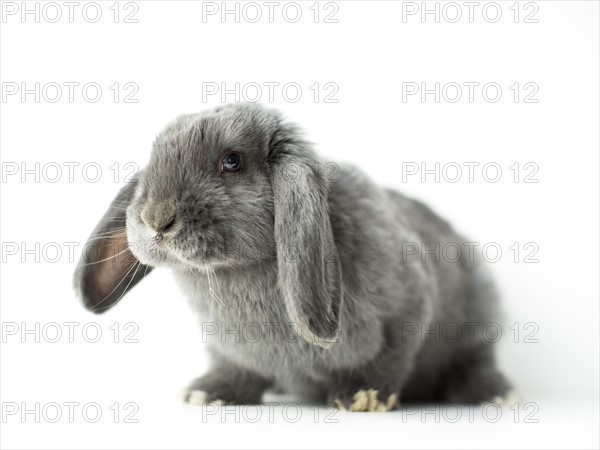 Young grey bunny