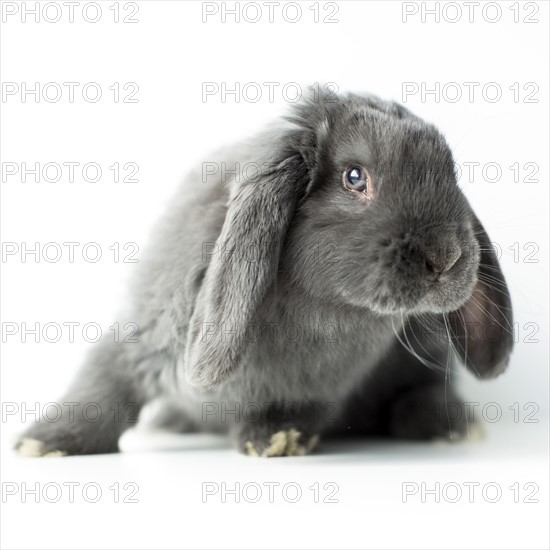 Young grey bunny