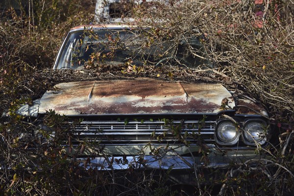 Old abandoned rusty car in bushes