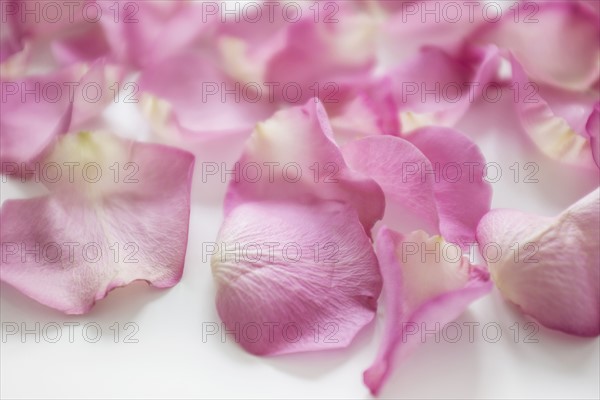 Rose petals in studio.