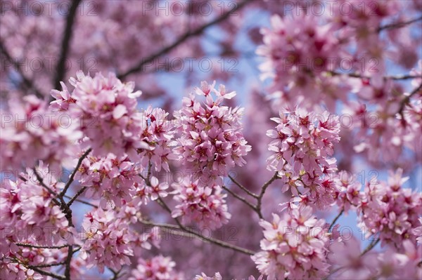 Cherry tree in blossom