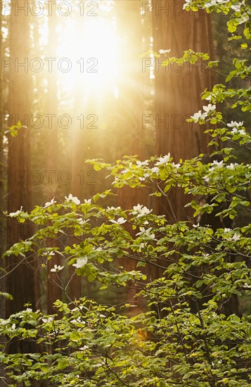 Forrest on sunny day. USA, California, Sequoia National Park.