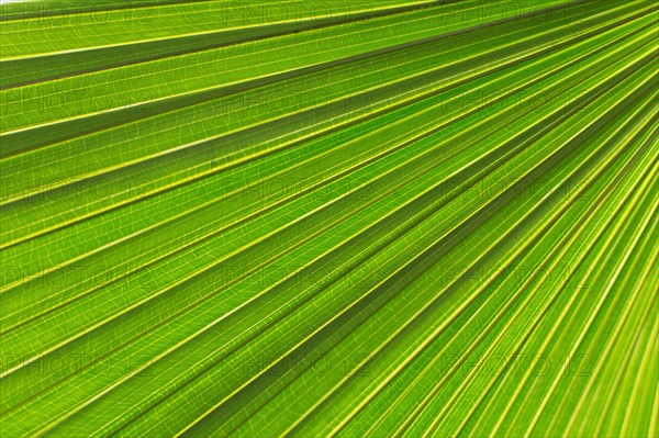 Extreme close up of palm leaf