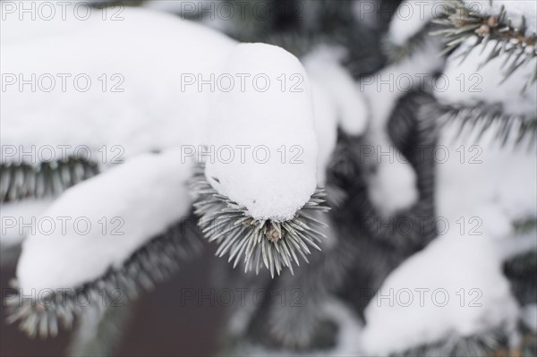 Tree covered in snow