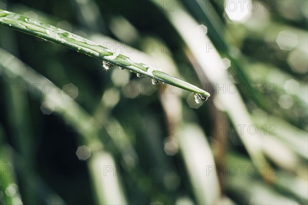 Close up of dew on grass