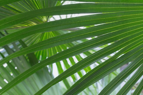 Close up of palm leaf