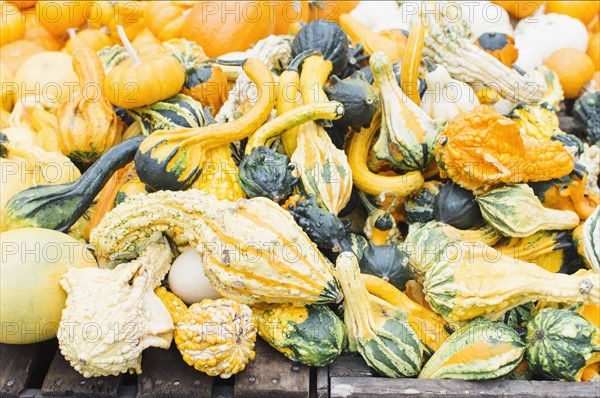 Pile of small pumpkins