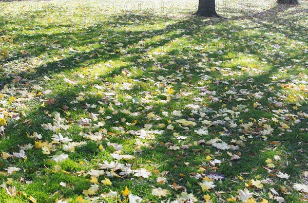 Fallen leaves at Central Park