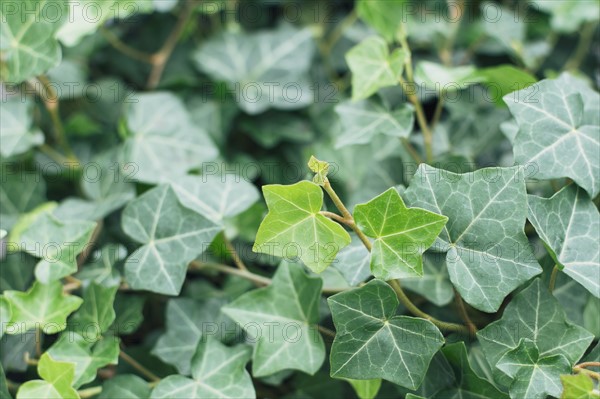 Close up of ivy leaves