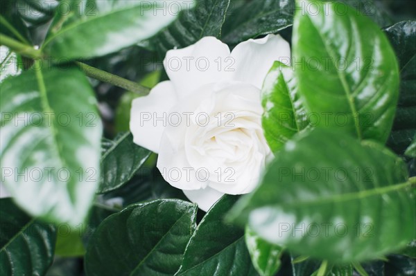 Close up of white rose