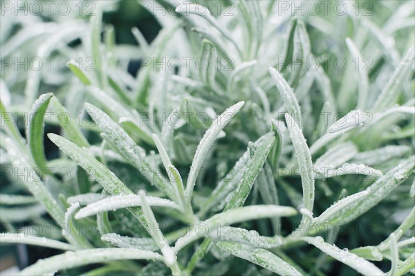 Close up of lavender leaves