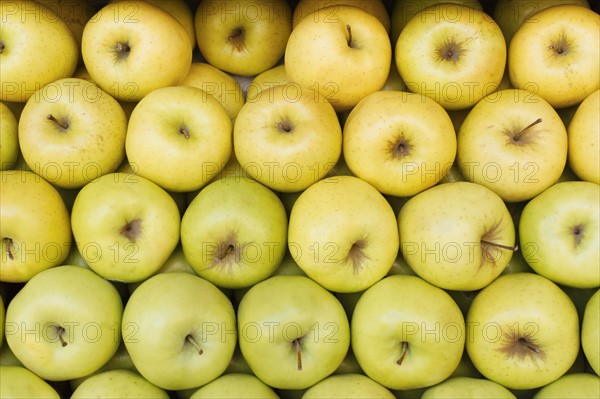 Close up of yellow apples